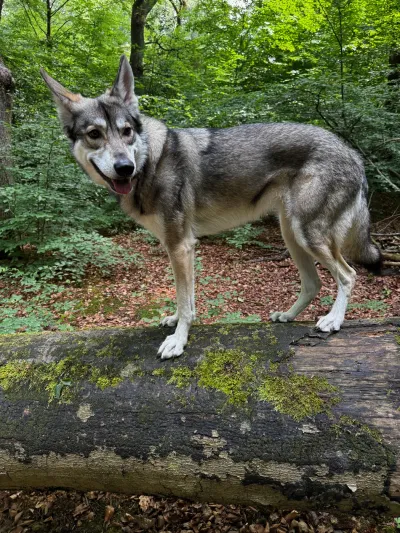 Fenja steht auf einem bemoosten Baumstamm im Wald